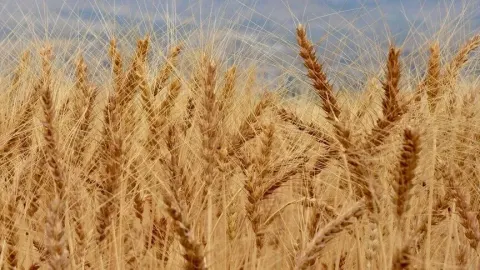 Anadolu'nun kurak iklimine uygun, verimi yüksek buğday çeşitleri geliştiriliyor