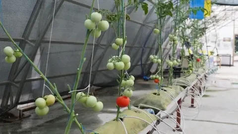ÇAYKUR'dan çay atıklarını ekonomiye kazandıracak yerli üretim projesi