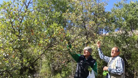Doğada kendiliğinden yetişen kalp dostu meyve. Toplamak için dağların yolunu tuttular