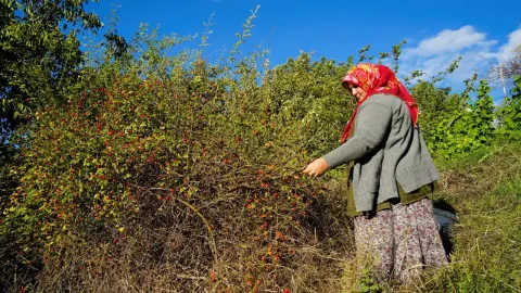 Halk arasında dikenli gül diyorlar. Dallardan tek tek toplanan doğal C vitamini