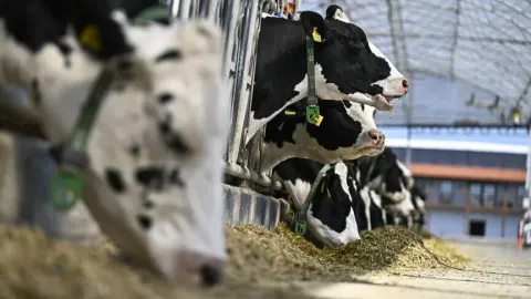 Hayvancılık işletmeleri fiziki altyapı ve biyogüvenlik şartlarına göre 5 sınıfa ayrılacak