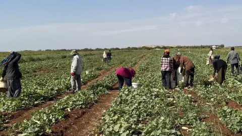 İşçiler günlük bin 300 TL alıyor. Toplandıktan sonra turşu yapılıyor