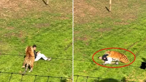 Kaplanla fotoğraf çektirmek isterken canından oldu