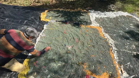 Meyvesi 300, yağı bin 200 liradan satılıyor. Çöğre olarak da bilinen gelir kaynağı