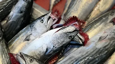 SON DAKİKA: Palamutta ’yasak’ krizi! Palamut avına neden ara çağrısı verildi?