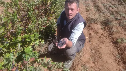 Süper meyve toprakla buluştu, şifa dağıtıyor. Antioksidan değeri yüksek