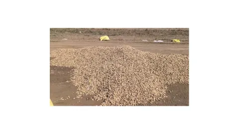 Yer fıstığında fiyat krizi: Üreticiler ürünü Savrun Çayı'na dökecek